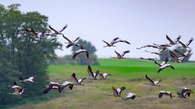 Tiere: Wo kann man in Brandenburg Kraniche sehen?