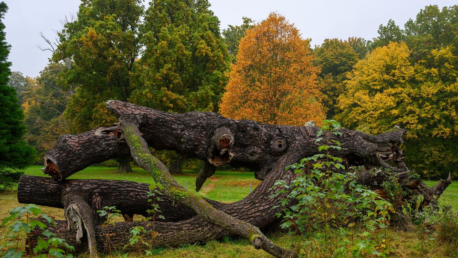 Natur im Klimawandel: Pflegedienst an der Natur: Parkseminar in Wechselburg
