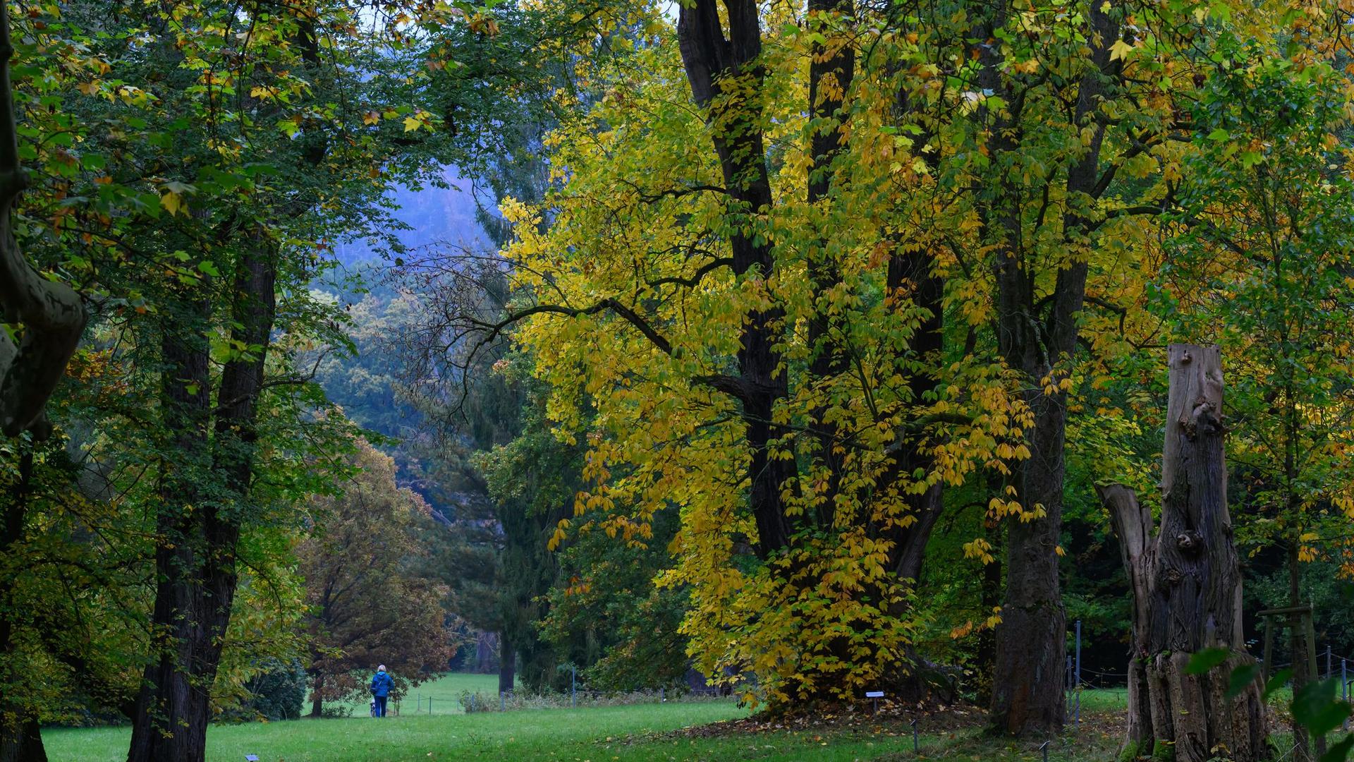 Historische Parkanlage: Seltene Arten, alte Bäume: Park Wechselburg im Klimawandel