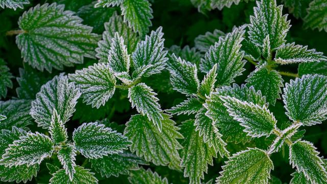 Wetterbericht: Graue Tage und frostige Nächte in Berlin und Brandenburg
