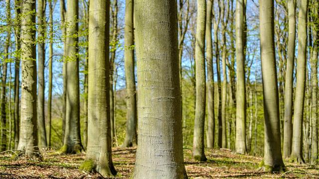 Naturschutz: Neue Audio-Tour macht Buchenwald Grumsin zum Hörerlebnis