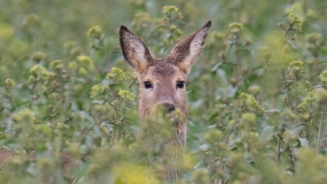Tierrettung: Feuerwehr rettet eingeklemmtes Reh aus Hoftor