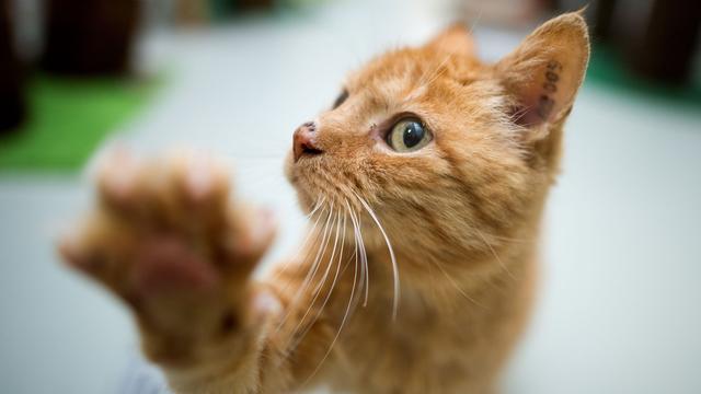 Kuriose Tierrettung: Katze fährt als blinder Passagier von Hannover nach Bochum