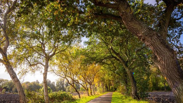 Auszeichnung: Deutsche "Allee des Jahres" liegt in Ostfriesland
