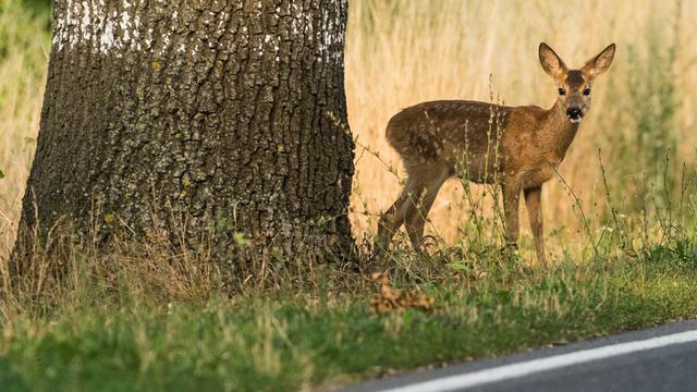 Wildtiere: Gefahr von Wildunfällen steigt