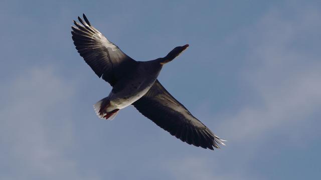 Tierseuche: Taumelnde Wildgans in Trebbin weiterer Geflügelpest-Fall