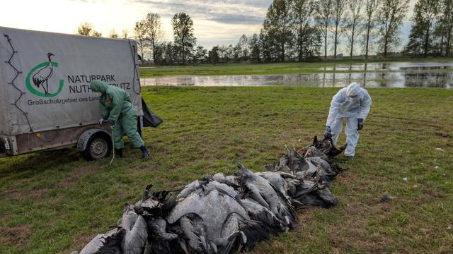 Vogelgrippe: Vogelgrippe breitet sich aus – Tausende Kraniche verendet