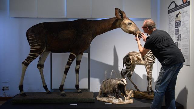 Sonderausstellung: Von Dinosaurierspuren bis zum Okapi, das den Krieg überstand
