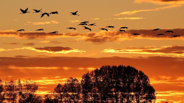 Vogelgrippe in Brandenburg: Kranich-Hotspot Linum in der Krise - Tourismus leidet