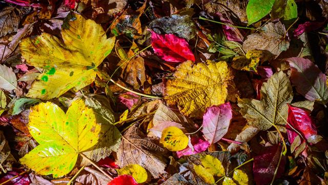 Wetterprognose: Windiges Herbstwetter mit Schauern in der Region