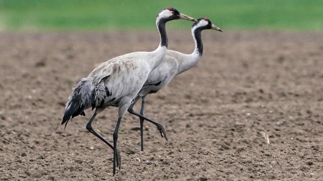 Seuchen: Institut bestätigt Vogelgrippe-Fälle in Berlin