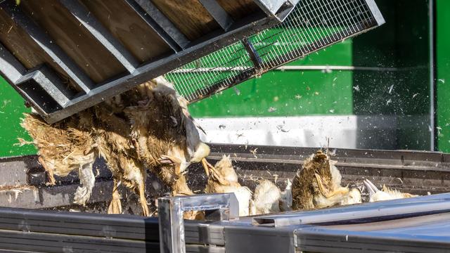 Tierseuche: Vogelgrippe breitet sich rasant aus – 400.000 Tiere gekeult