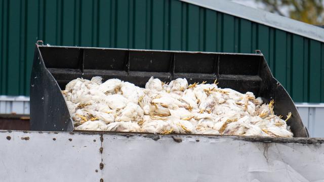 Vogelgrippe in Brandenburg: Vogelgrippe trifft Geflügelhöfe - mitten in der Gänsezeit