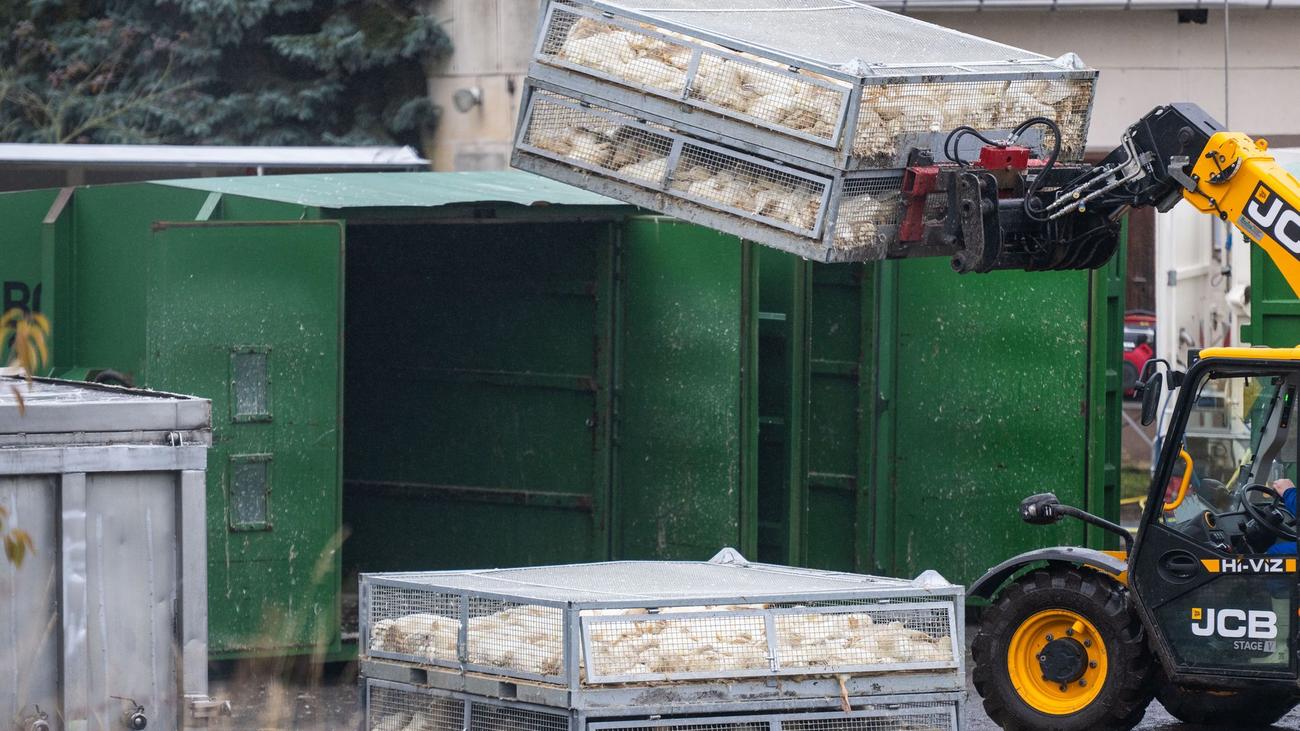 Tierseuche: Vogelgrippe weitet sich auch in MV aus