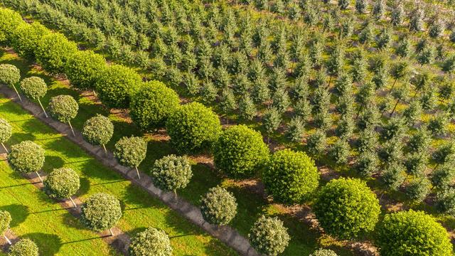 Wo das Grün wächst: Niedersachsen hat die meisten Baumschulen