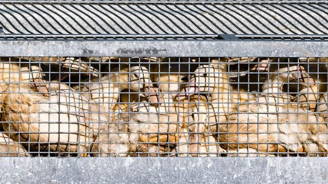 Tierseuche: Saarland verhängt Stallpflicht wegen Vogelgrippe