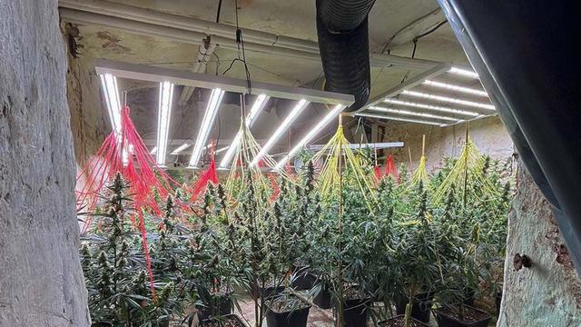 In Niedersachsen und NRW: Polizei hebt Cannabis-Bande in Niedersachsen und NRW aus