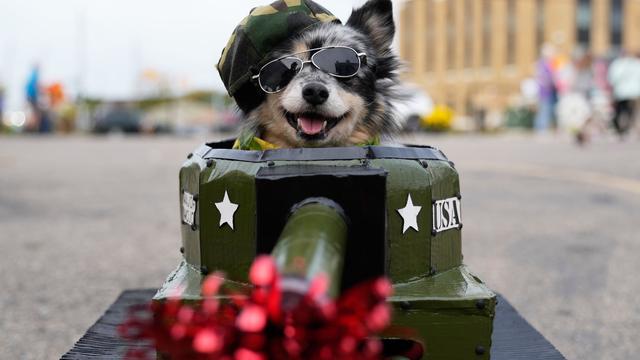 Kein Spaß für Vierbeiner: Keine Kostüme für Hund und Katze – Warnung zu Halloween