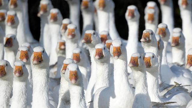 Geflügelpest: Vogelgrippe: Frische Gänse aus Brandenburg werden rar