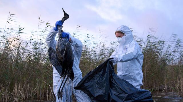 Tierseuche: Vogelgrippe: Immer mehr Kommunen verhängen Stallpflicht
