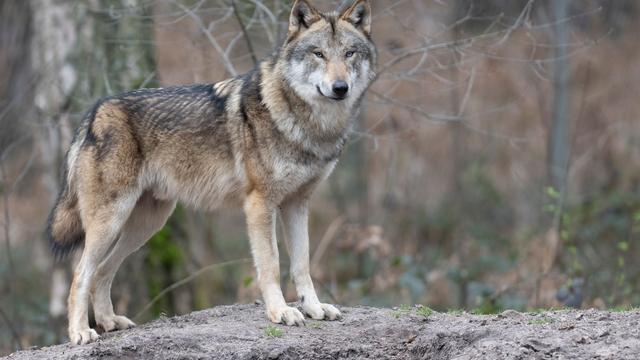 Temporäre Maßnahme: Vorderpfalz wird als Wolfspräventionsraum ausgewiesen