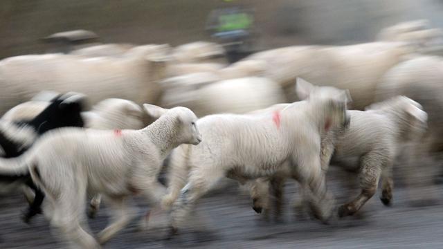 Angriff beim Fußball: Schaf verletzt Siebenjährigen in Schwaben