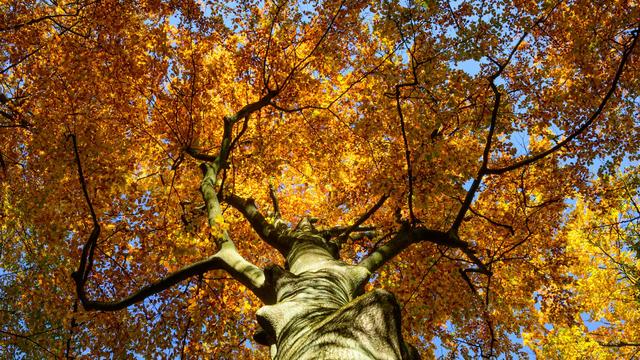 Wetterausblick: Viel Sonne zum Reformationstag in Brandenburg