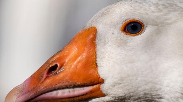 Tierseuche: Vogelgrippe in Hessen breitet sich "sehr dynamisch" aus
