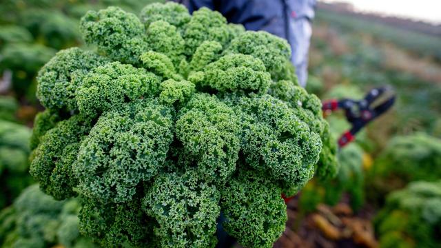 Wintergemüse: Grünkohl wird teurer - Erste Ernte in Niedersachsen