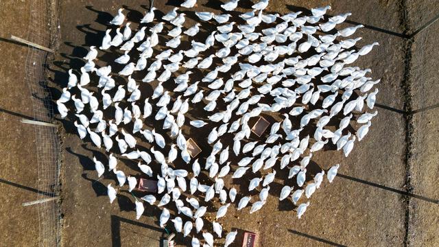 Drei Haltungen: Vogelgrippe in weiteren Geflügelhaltungen nachgewiesen