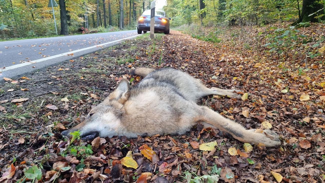 Wölfe: Wolfspopulation wächst – Straßenverkehr oft Todesfalle