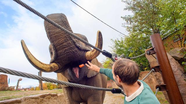 Tiere: Erster Landeszootag in Sachsen-Anhalt