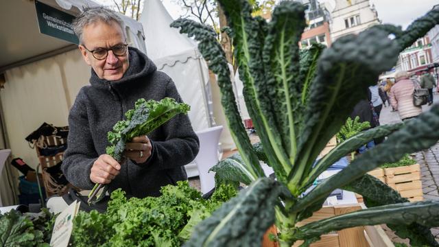 Gute Qualität erwartet: Grünkohlsaison in Niedersachsen gestartet - Preise steigen