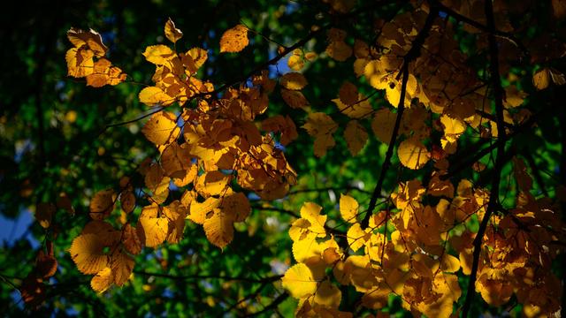 Milder Novemberstart: Heitere und trockene Tage in Rheinland-Pfalz und Saarland