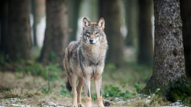 Wolfs-Hotline: Wolfs-Hotline in Sachsen schaltet nachts Anrufbeantworter