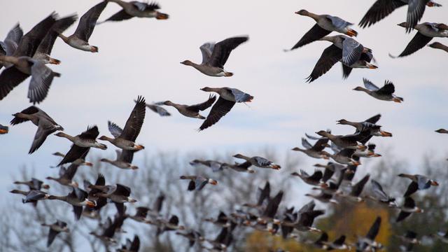 Tierseuche: Drei Fälle von Vogelgrippe in Sachsen nachgewiesen