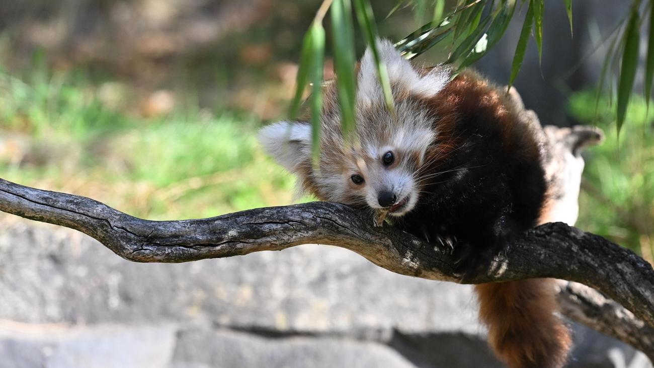 Tiere: Zoo Hannover trauert um Jungtier: Kleiner Panda gestorben