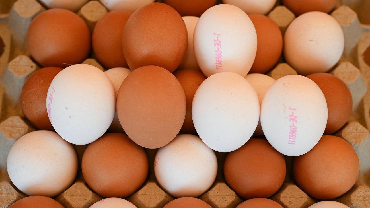 Agrar: Eier gefragt und etwas teurer - auch wegen Vogelgrippe