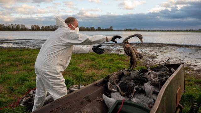 Tierseuche: Vogelgrippe in Brandenburg: Über 170.000 Tiere getötet