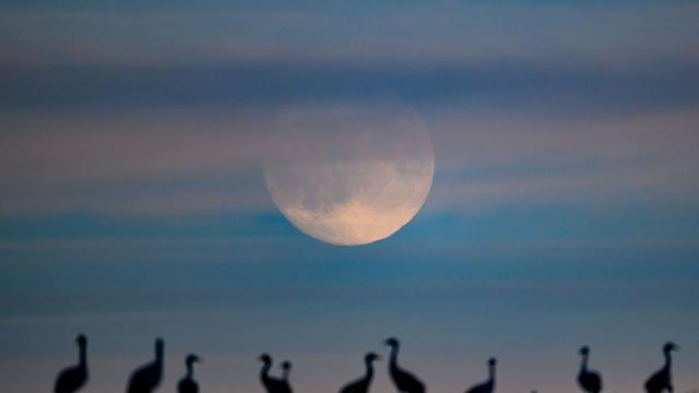 Geflügelpest bei Wildvögeln: Kreis Pinneberg: Vogelgrippe an Kranichen nachgewiesen
