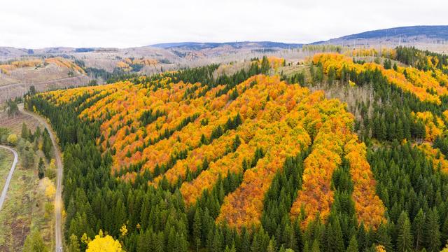 Wertvolle Rohstoffe: Suche nach Gold und Silber im Harz genehmigt