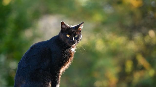 Tierschutz: Einsatz für Katzenschutz: "Catmobil"-Tour endet in Mainz