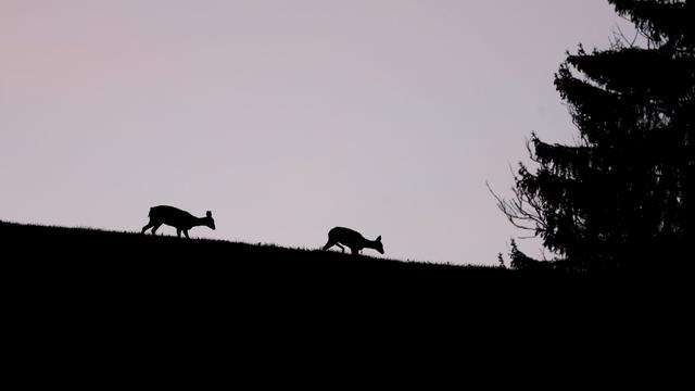 Herbstliche Gefahr: Fünf Wildunfälle in Serie in Neuburg-Schrobenhausen