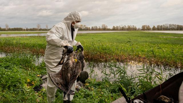 Geflügelpest: So ist die Lage bei Vogelgrippe im Saarland