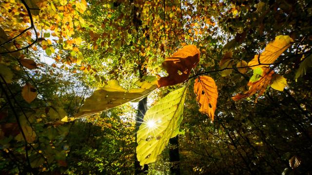 Wetter: Milde Wetterlage in Sicht - Bis zu 20 Grad am Donnerstag