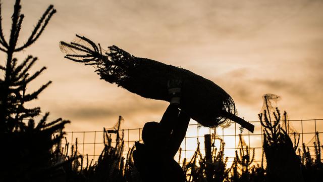 Mesta v Nemčiji plačujejo tisoče evrov za božična drevesa