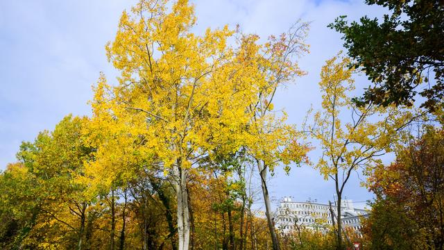 Flora: Baum des Jahres eine Seltenheit in Thüringen