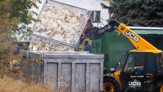 Tierseuche: Ein Monat nach Ausbruch der Vogelgrippe in Brandenburg