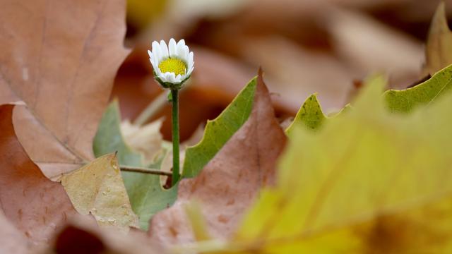 Wetter: Frühling im Spätherbst? 20-Grad-Marke könnte geknackt werden