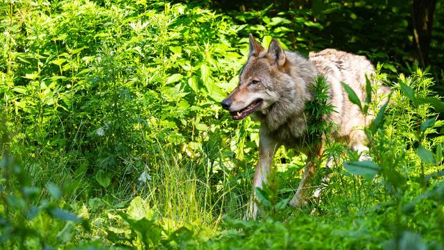 Tiere: Mindestens 1.636 Wölfe leben in Deutschland